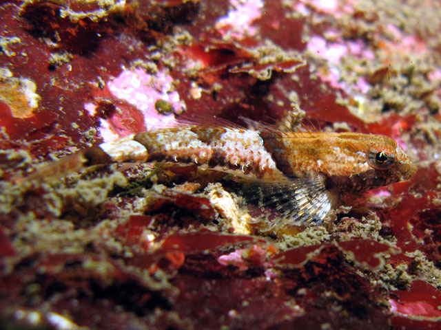 Asemichthys taylori