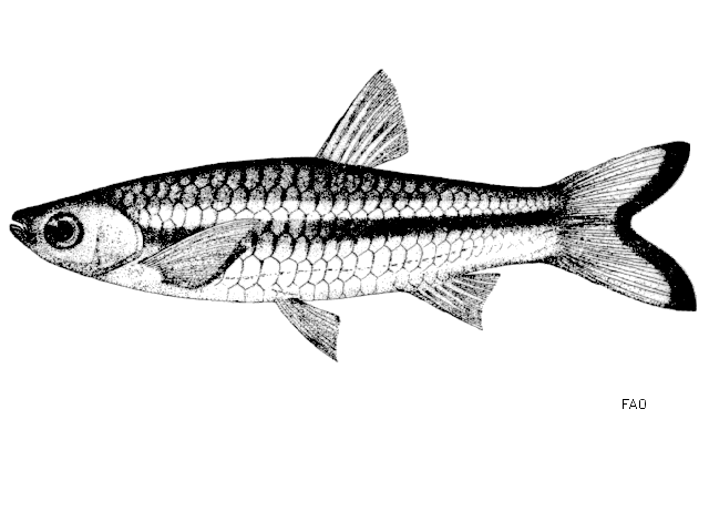 Rasbora tornieri