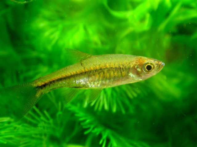 Rasbora vulcanus