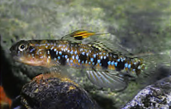 Redigobius oyensi