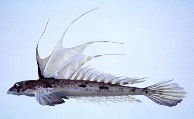 Repomucenus virgis