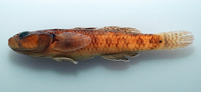 Rhinogobius changtinensis