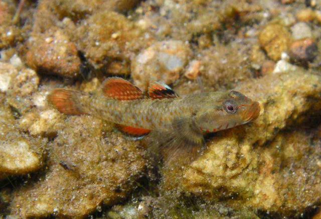 Rhinogobius duospilus