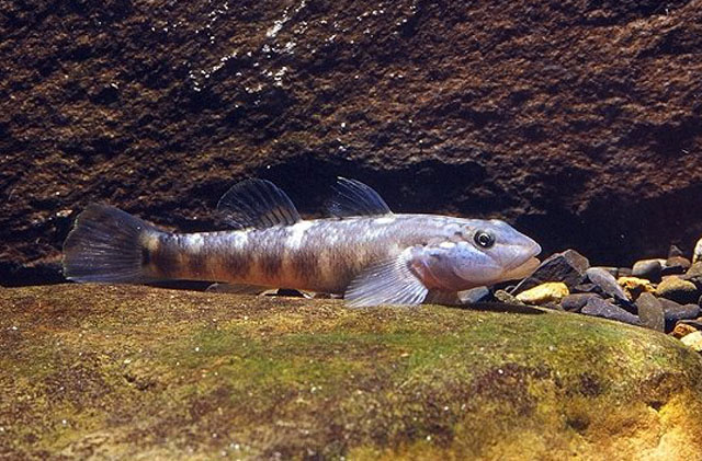 Rhinogobius gigas