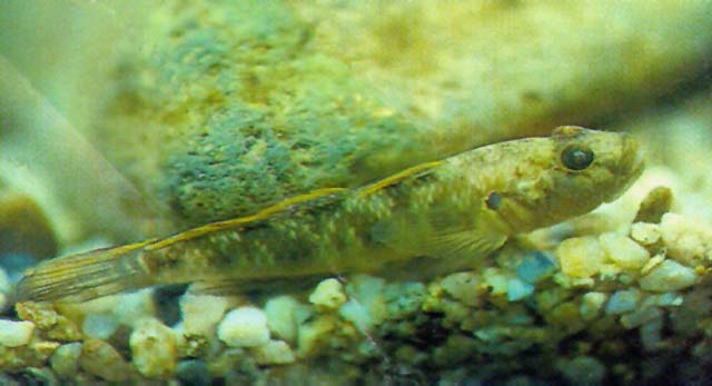 Rhinogobius giurinus