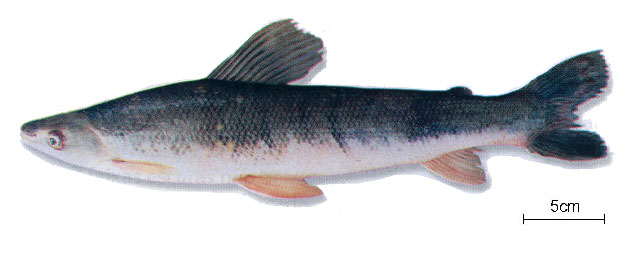 Rhytiodus microlepis