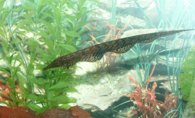 Rhamphichthys rostratus