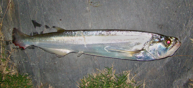 Rhaphiodon vulpinus