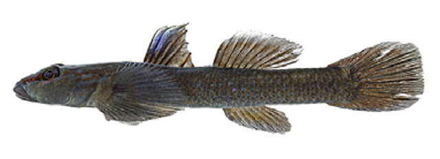 Rhinogobius yaima