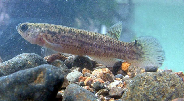 Cynodonichthys isthmensis