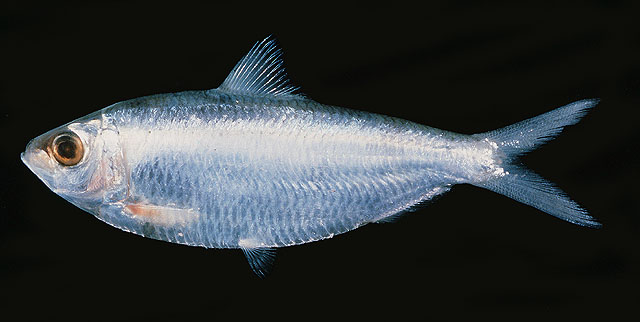 Sardinella albella