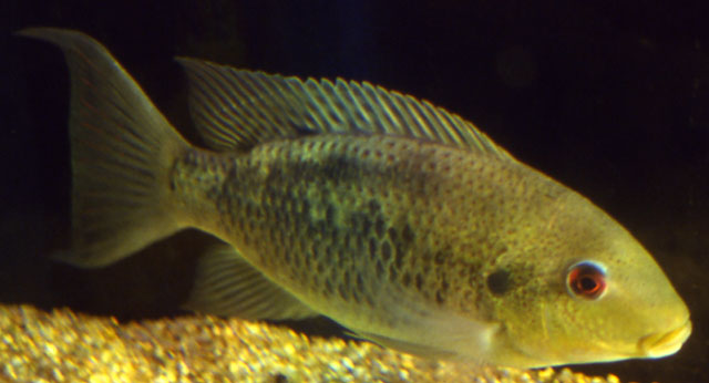 Sarotherodon caudomarginatus
