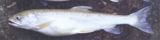 Salvelinus evasus