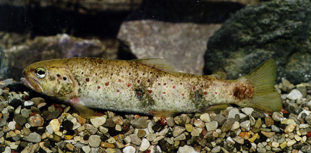 Salmo fibreni