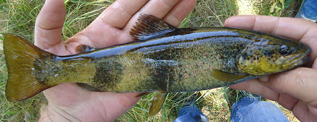 Salmo opimus