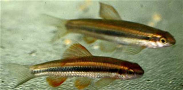 Sarcocheilichthys parvus