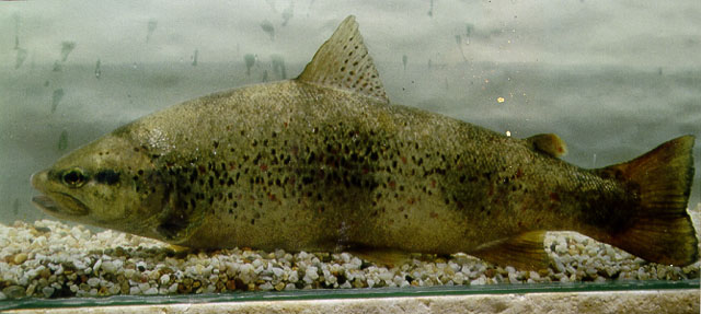 Salmo macrostigma