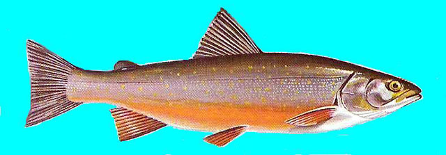 Salvelinus umbla