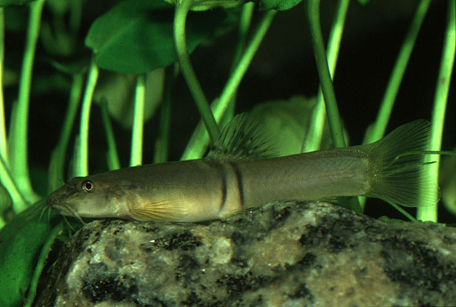Schistura balteata