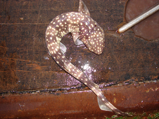 Scyliorhinus capensis