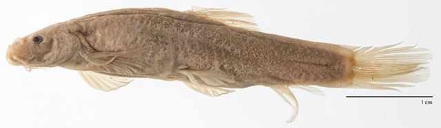 Schistura deignani