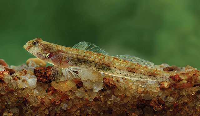 Schismatogobius deraniyagalai