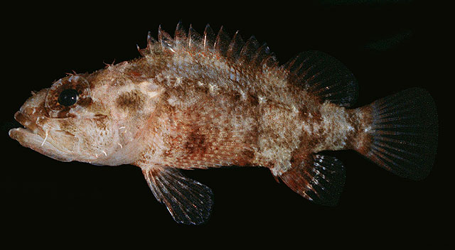 Scorpaenodes guamensis
