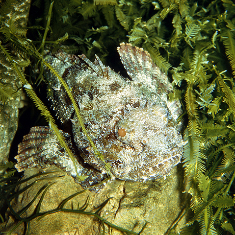 Scorpaena plumieri