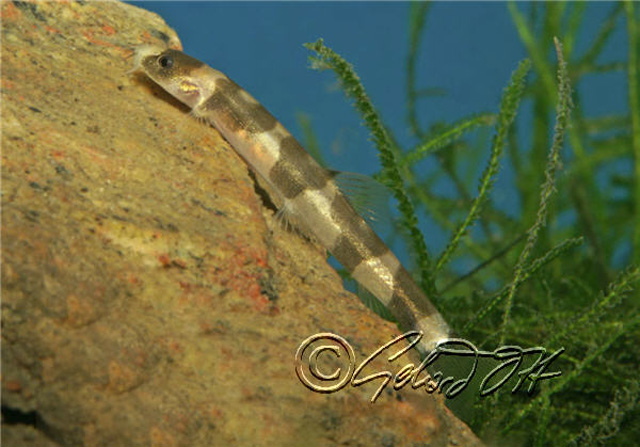 Schistura pridii