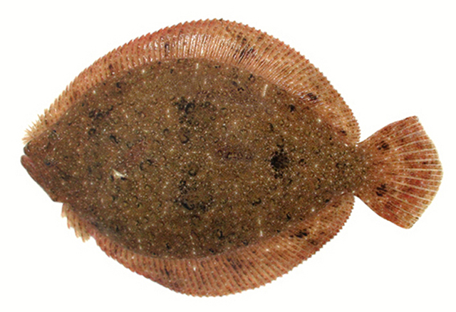 Scophthalmus rhombus