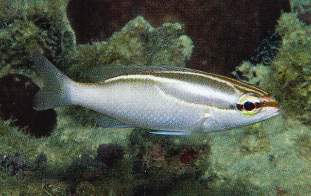 Scolopsis trilineata