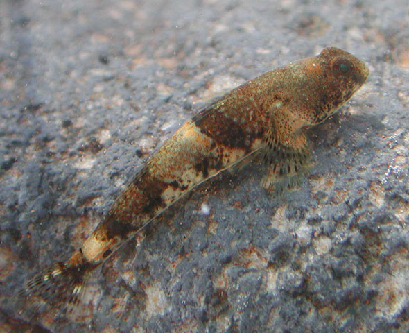 Schismatogobius vitiensis