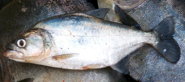 Serrasalmus elongatus