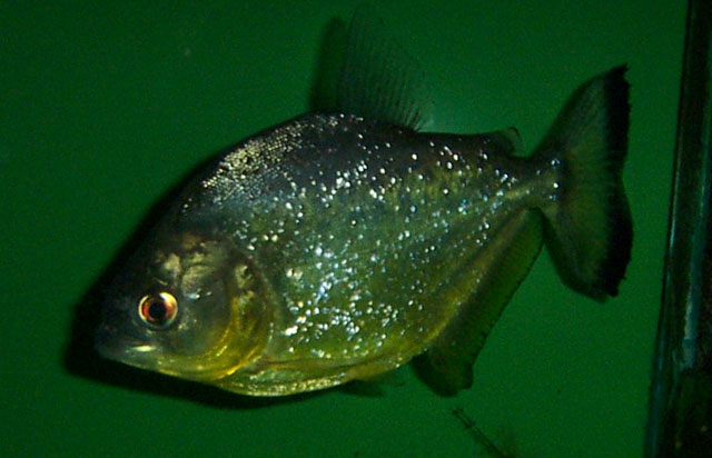 Serrasalmus gibbus