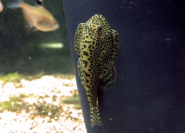 Sewellia speciosa