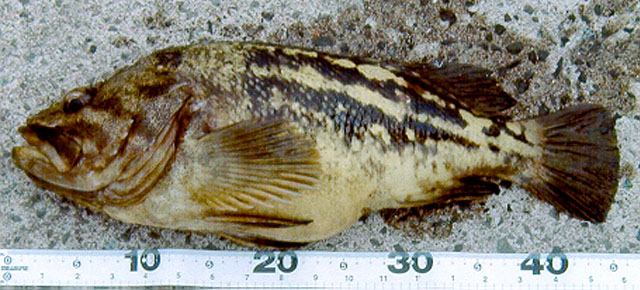 Sebastes trivittatus