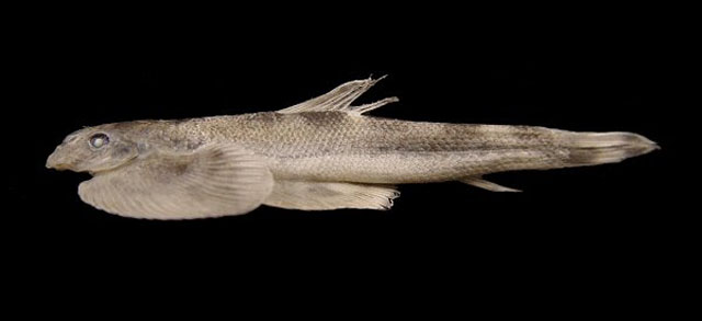Sinogastromyzon chapaensis