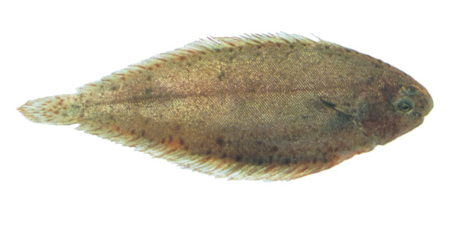 Solea elongata