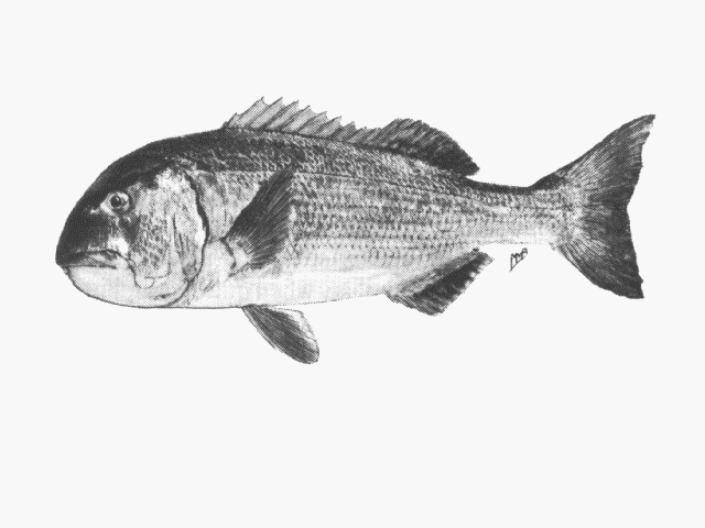 Sparodon durbanensis