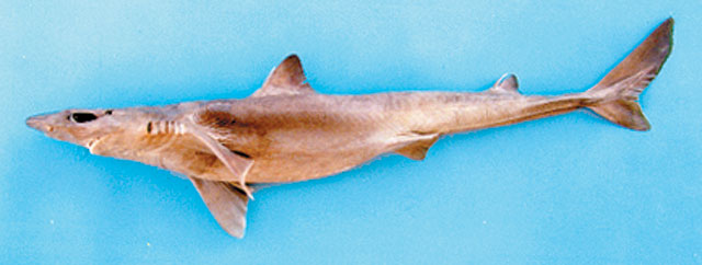 Squalus lalannei