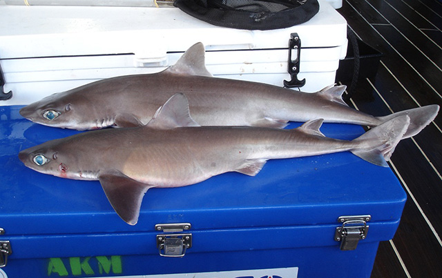 Squalus raoulensis