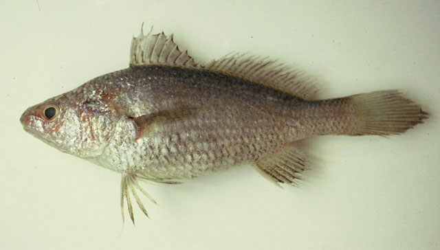 Stellifer brasiliensis