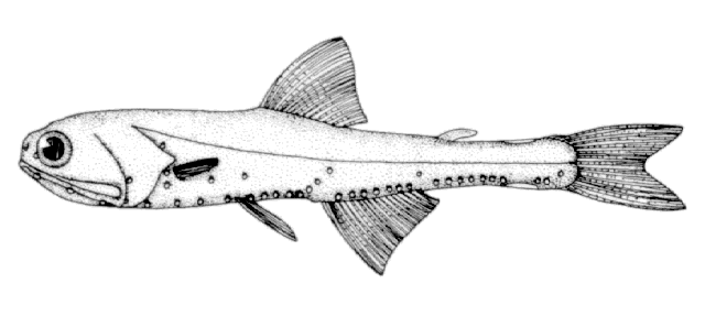 Stenobrachius nannochir