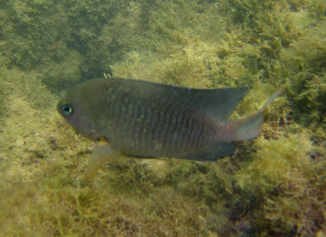 Stegastes uenfi