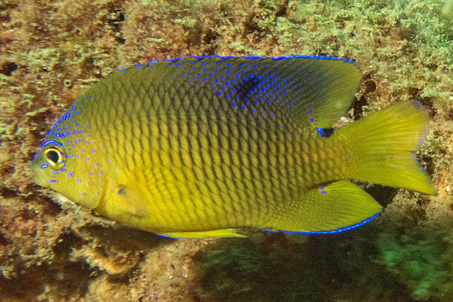 Stegastes xanthurus