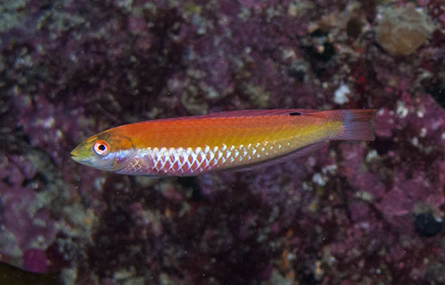 Suezichthys aylingi