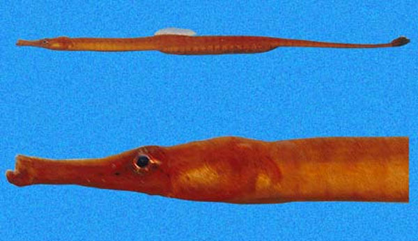 Syngnathus auliscus