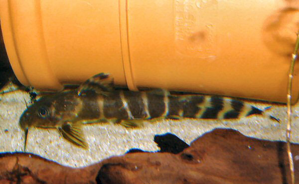 Synodontis brichardi