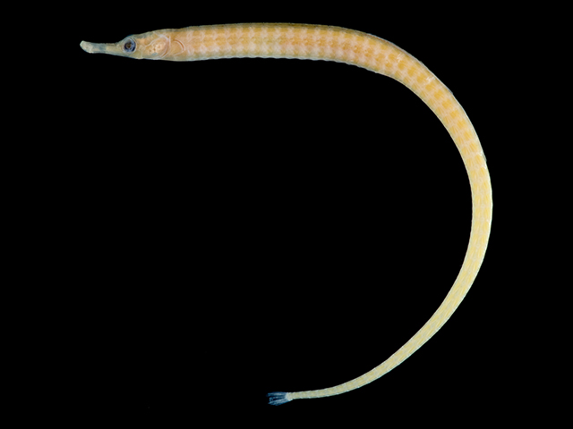 Syngnathus chihiroe