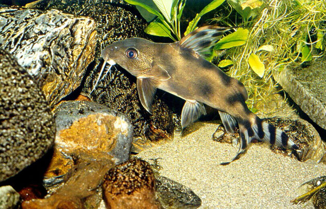 Synodontis decorus